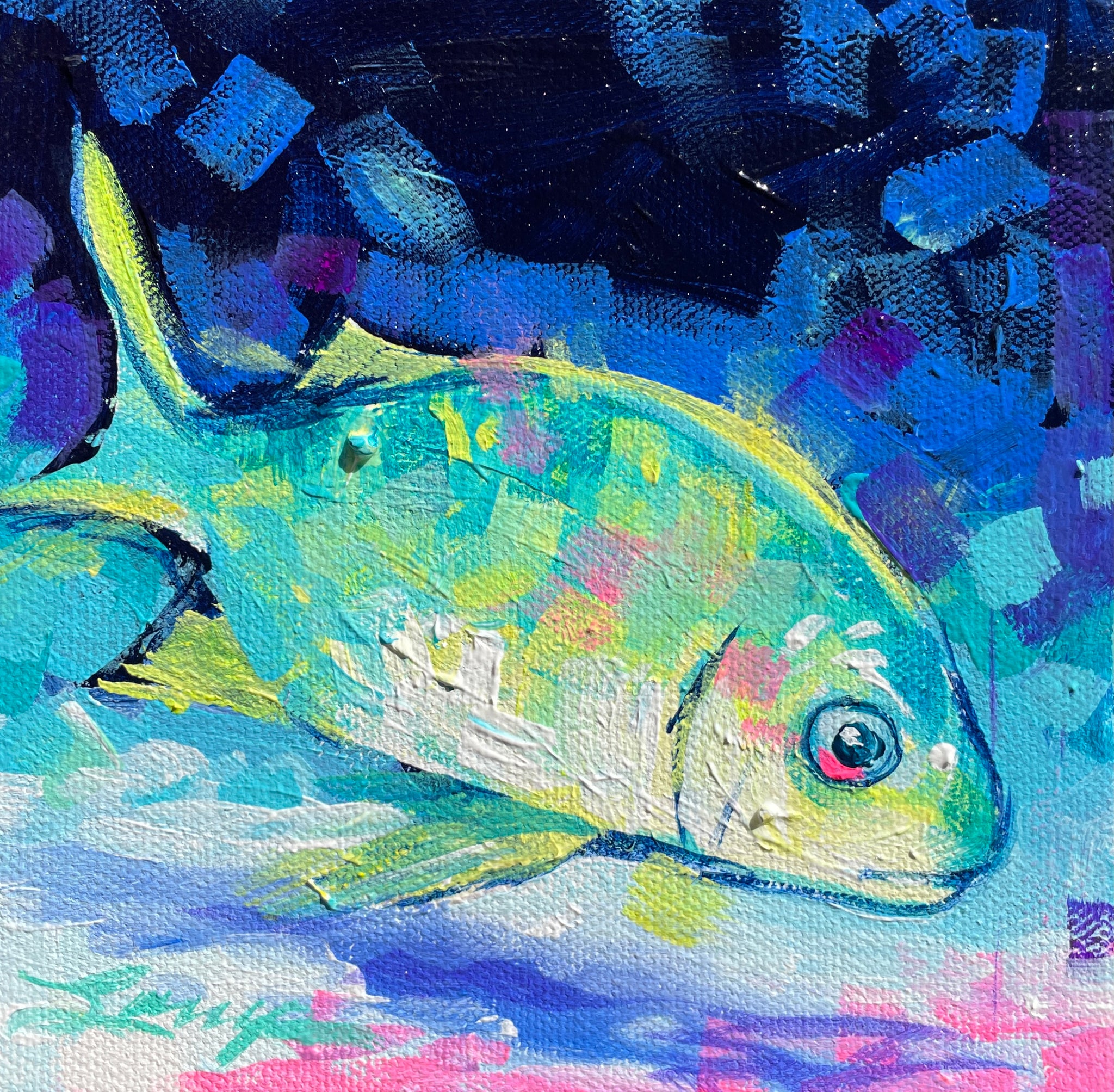 "Daily" Pigfish 1
